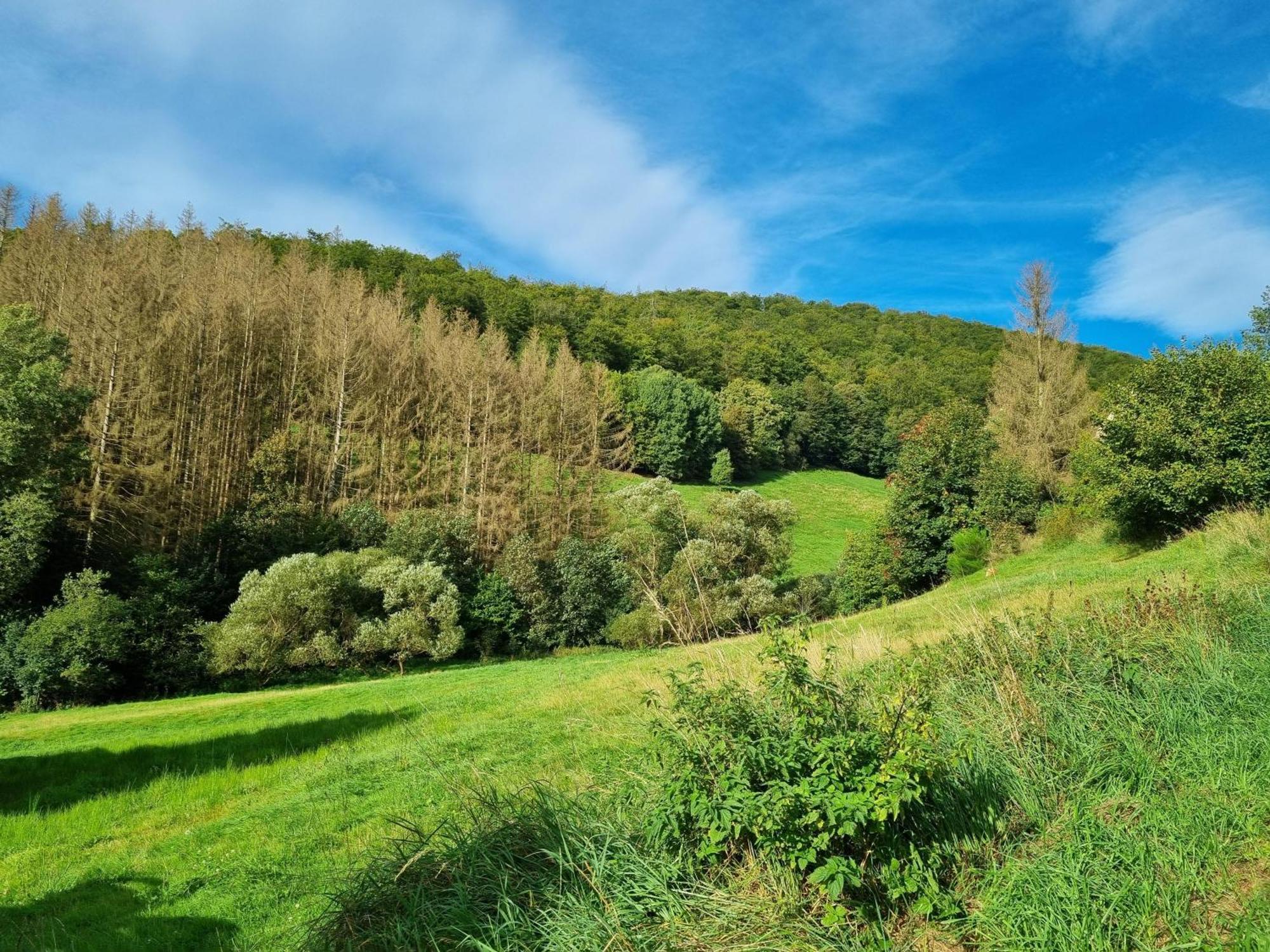 Das-Urlaubszuhause-Fuer-Familien-Grossfamilien-Mehrfamilien-Und-Kleine-Gruppen-Bis-Zum-12-Personen-Mit-Vielen-Unterhaltungsmoeglichkeiten-Im-Harz Villa Sieber Dış mekan fotoğraf